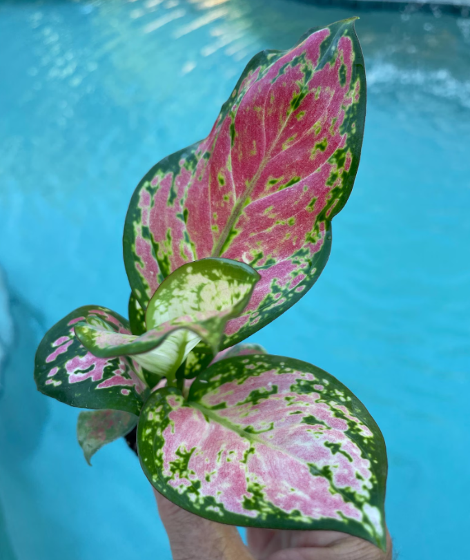 Aglaeonema 'Queen'