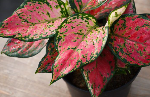Aglaonema 'Very Red'