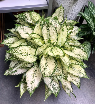 Aglaonema 'Snow White' 6