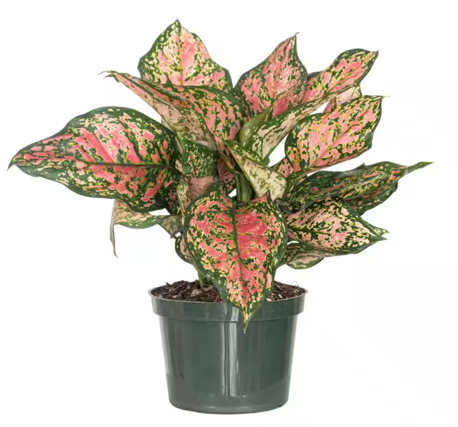 Aglaonema 'Rubi'