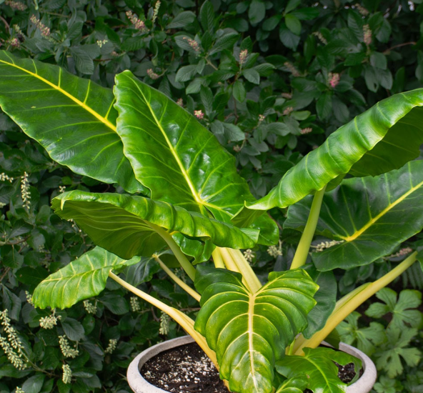 Alocasia lutea