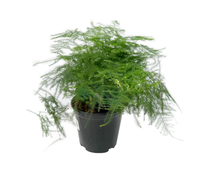 Asparagus aethiopicus