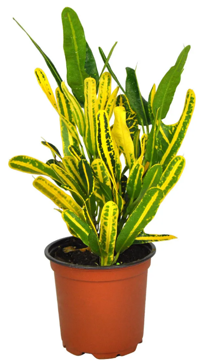 Codiaeum variegatum 'Banana'