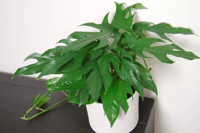 Epipremnum pinnatum 'Baltic Blue'