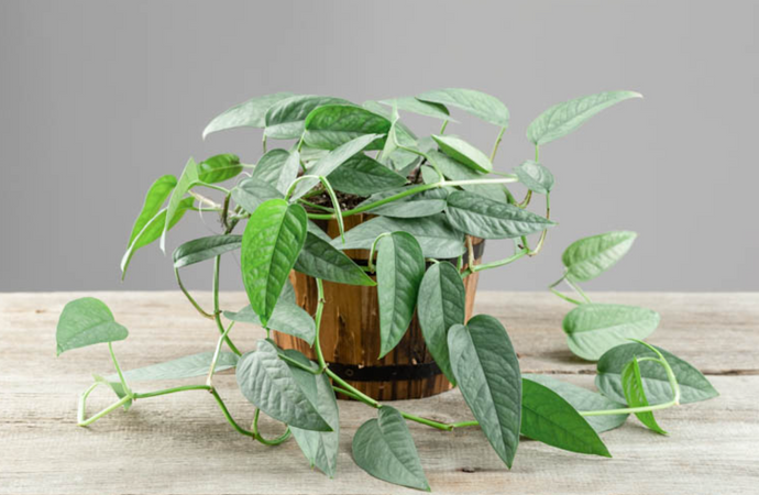 Epipremnum pinnatum 'Cebu Blue'