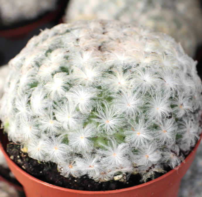 Mammillaria plumosa