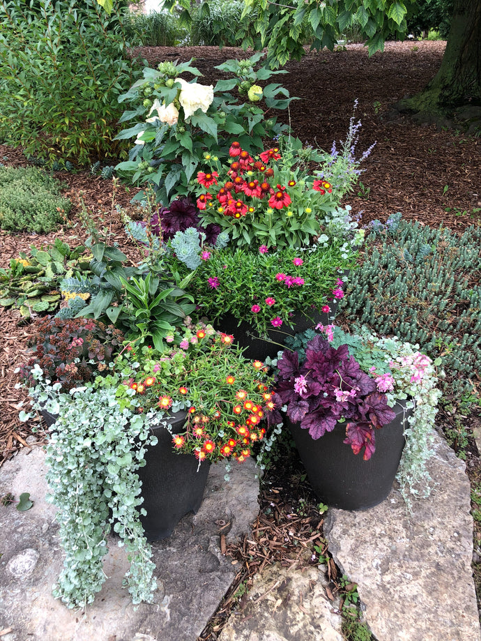 Curious Gardener - Perenninal Container Gardening