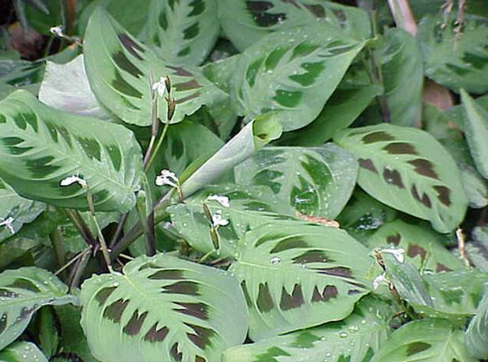 Maranta leuconeura