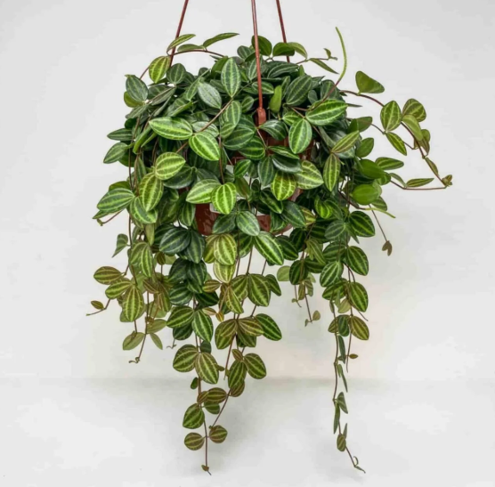 Peperomia angulata