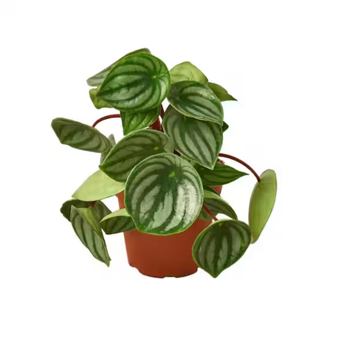 Peperomia argyreia