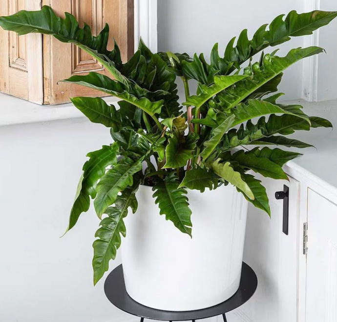 Philodendron 'Jungle Boogie'