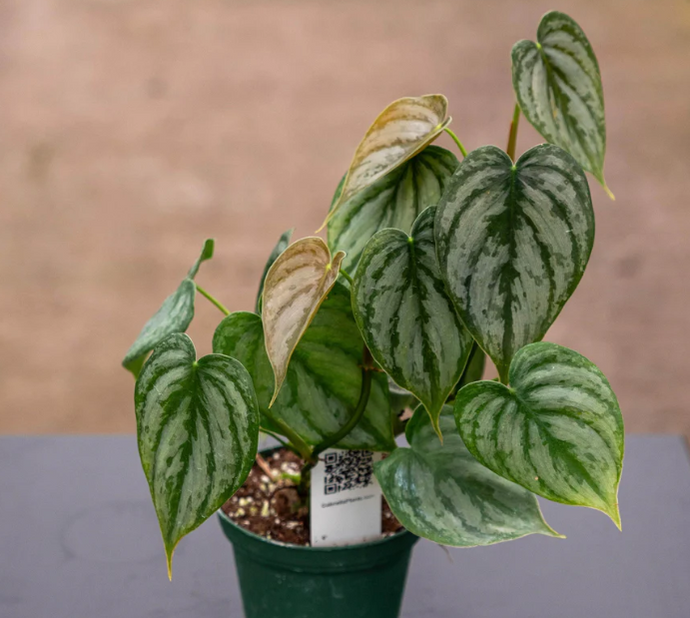 Philodendron branditianum