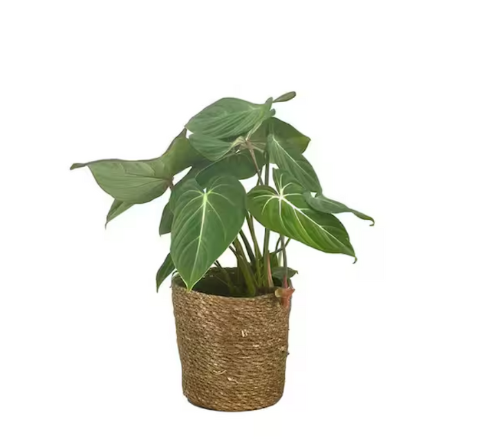 Philodendron gloriosum