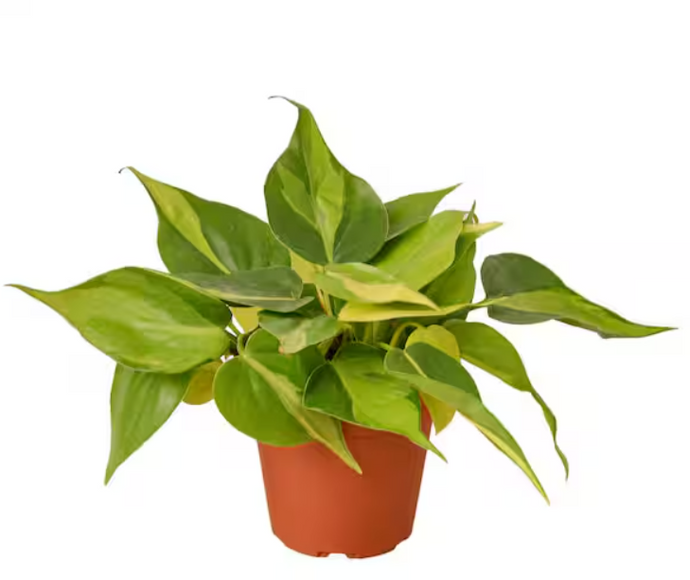 Philodendron hederaceum 'Brasil'