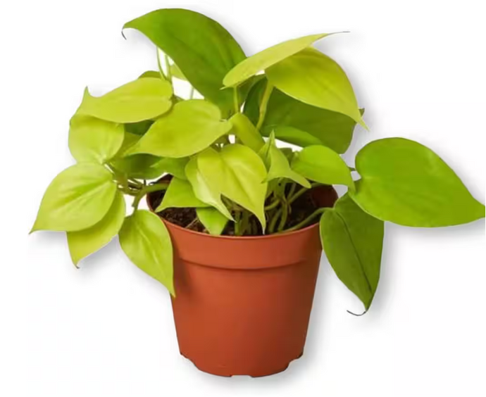 Philodendron hederaceum 'Lemon Lime'