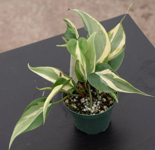 Philodendron hederaceum 'Rio'