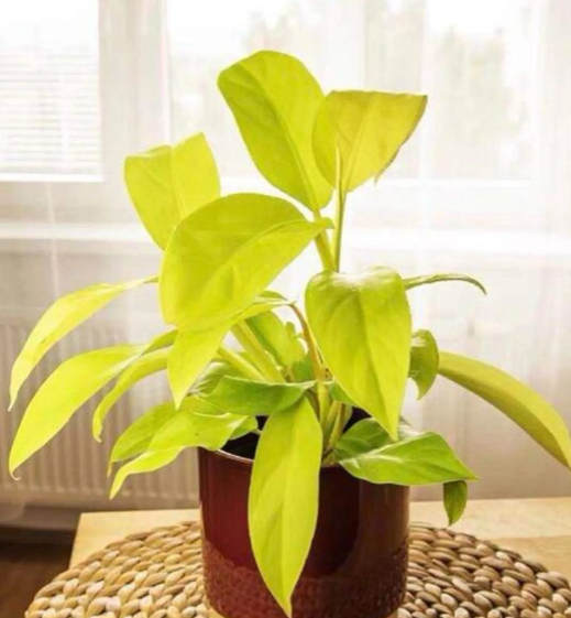 Philodendron hybrid