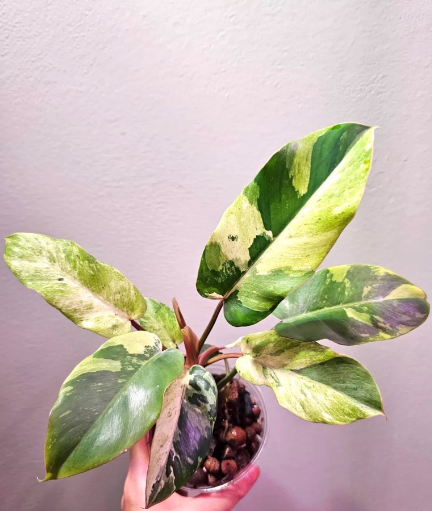 Philodendron hybrid 'Snow Drift'