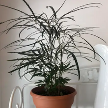 Load image into Gallery viewer, Plerandra elegantissima &#39;Gold Crest&#39;
