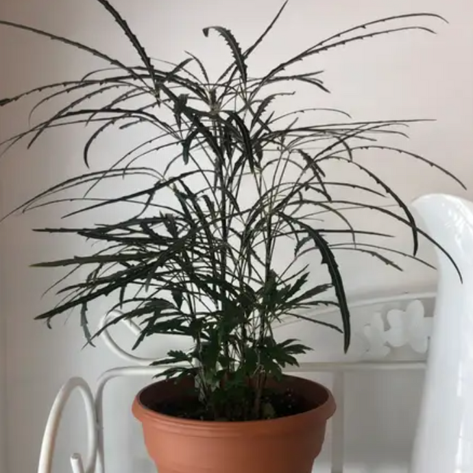 Plerandra elegantissima 'Gold Crest'