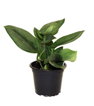 Scindapsis trebuii 'Moonlight' 6