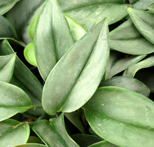 Load image into Gallery viewer, Scindapsis trebuii &#39;Moonlight&#39;
