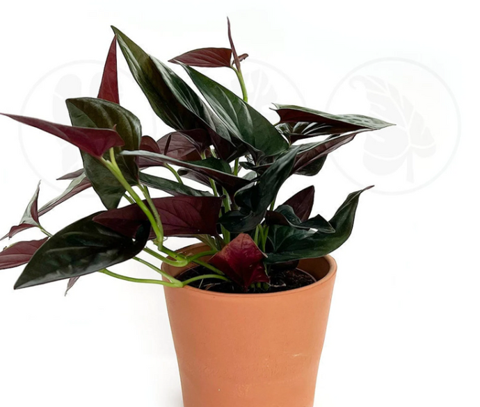 Syngonium erythrophyllum