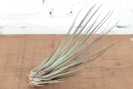 Tillandsia juncifolia