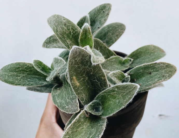 Tradescantia sillamontana