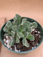 Load image into Gallery viewer, Aloinopsis sp.
