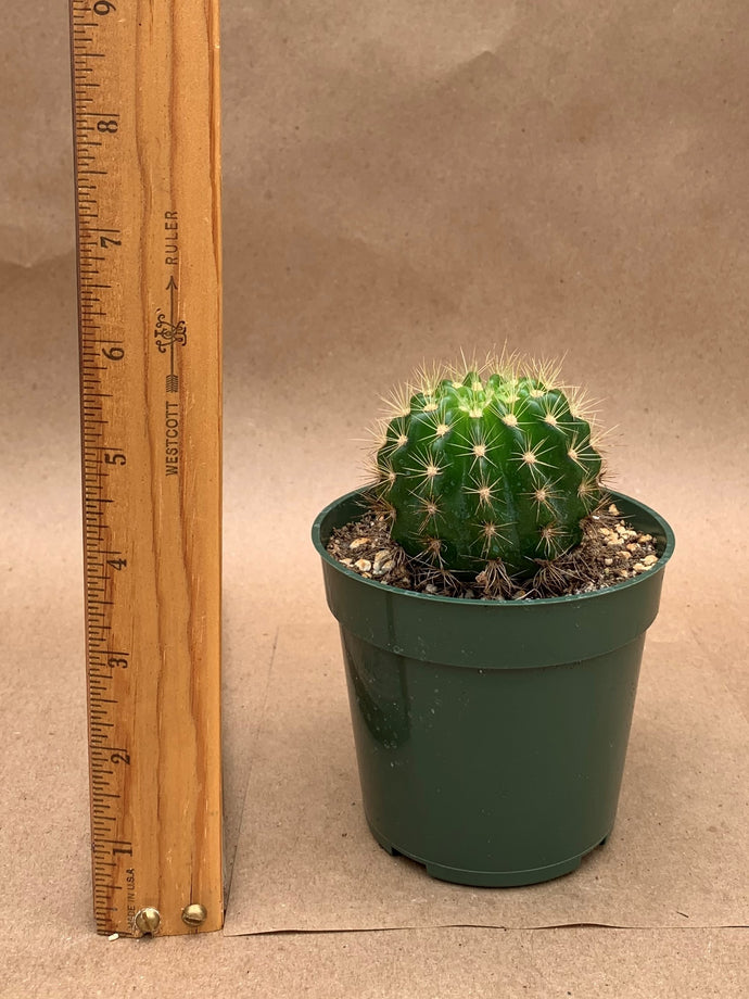 Cactus, unknown barrel type