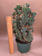 Load image into Gallery viewer, Cereus peruvianus monstrosus minima

