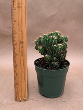 Load image into Gallery viewer, Cereus peruvianus monstrosus minima
