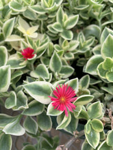 Load image into Gallery viewer, Dorotheanthus bellidiformis &#39;Mezoo Trailing Red&#39;
