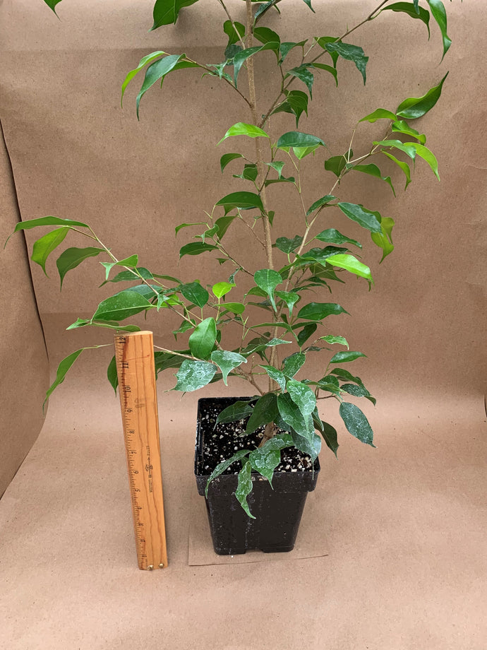 Ficus benjamina Assorted