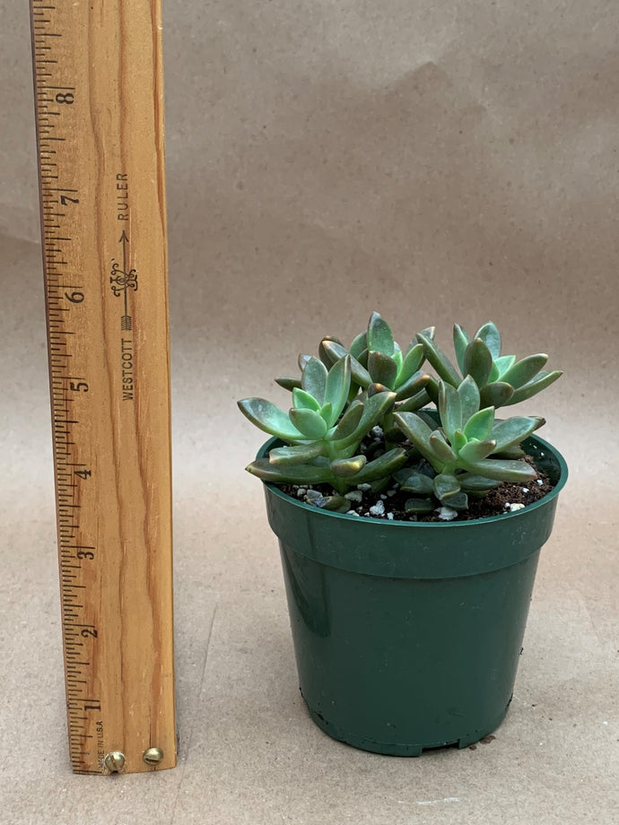 Graptosedum hybrid 'Vera Higgins'