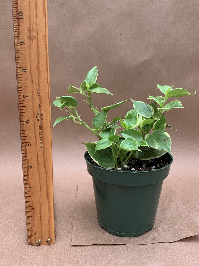 Peperomia scandens variegata