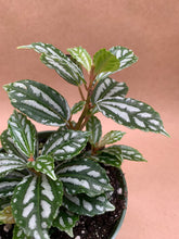 Load image into Gallery viewer, Pilea cadierei

