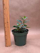 Load image into Gallery viewer, Pilea cadierei
