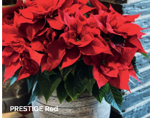 Load image into Gallery viewer, 6&quot; Poinsettia &#39;Prestigious Red&#39;
