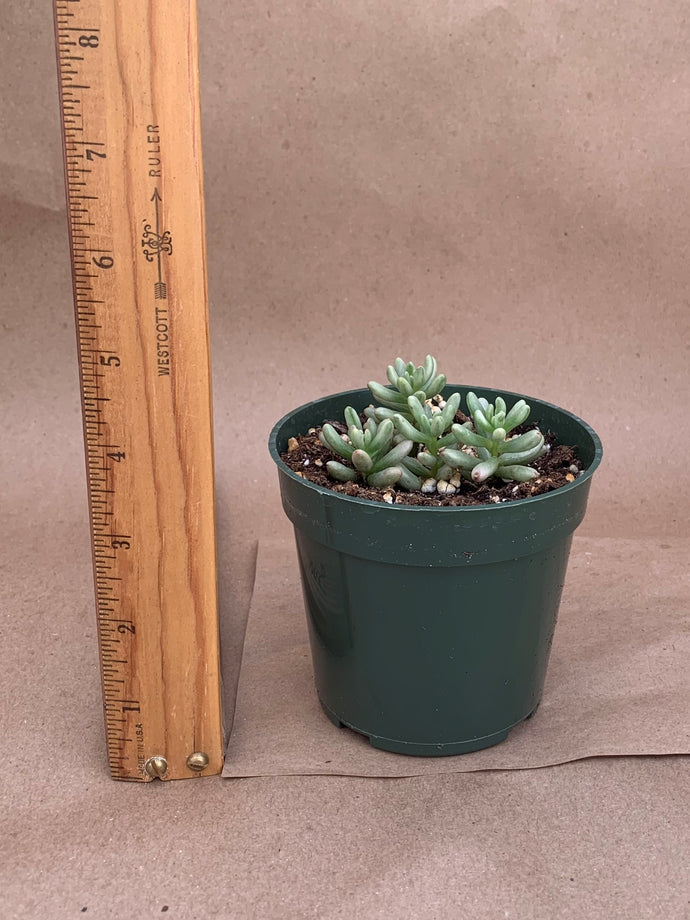 Sedum rubrotinctum 'Aurora'