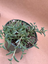 Load image into Gallery viewer, Senecio peregrinus &#39;String of Dolphins&#39;
