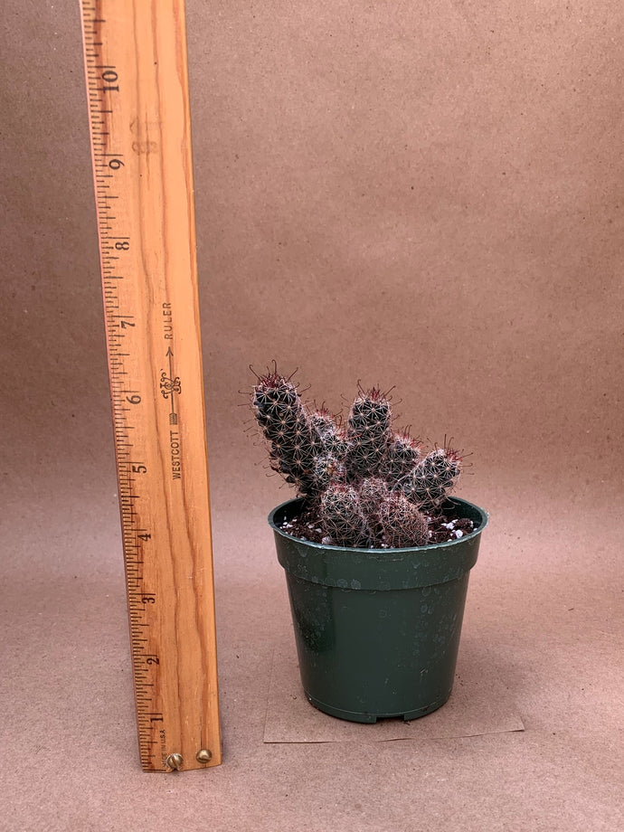 Cactus, unknown purple