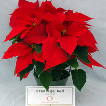 Load image into Gallery viewer, 6&quot; Poinsettia &#39;Prestigious Red&#39;
